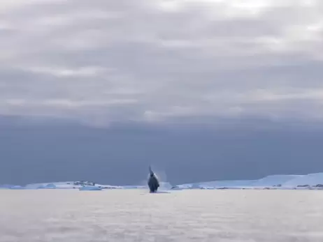 Украинские полярники показали, как прыгают киты в Антарктике